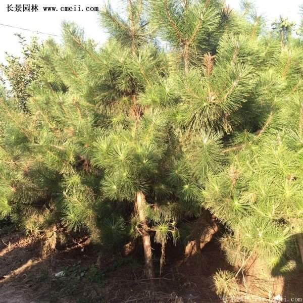 沭陽黑松苗、黑松樹