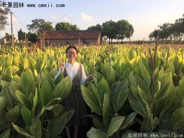 低價格，高質量的美人蕉