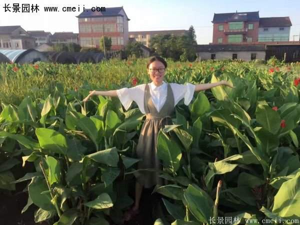 低價格，高質量的美人蕉