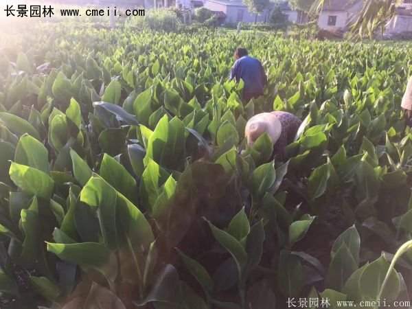 低價格，高質量的美人蕉