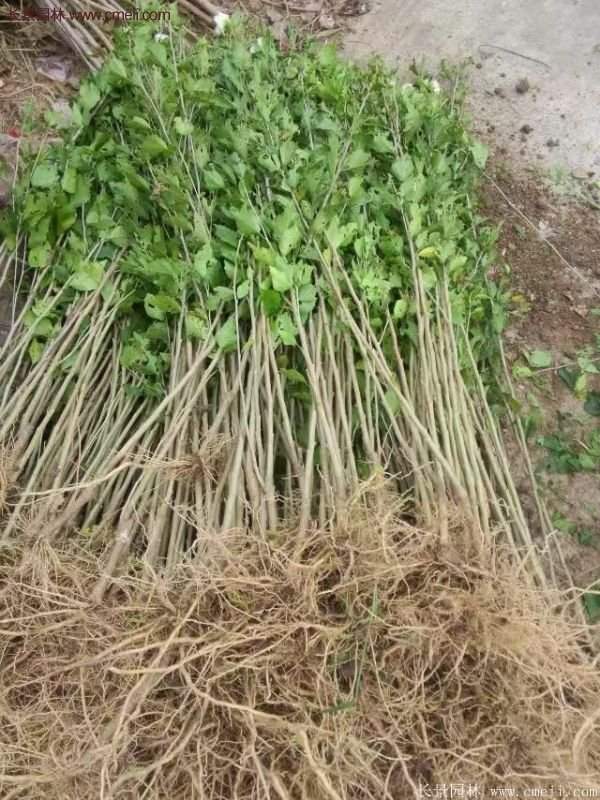 木槿樹