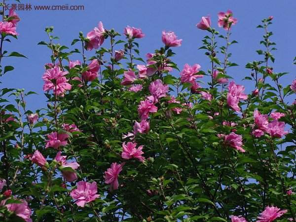 木槿花