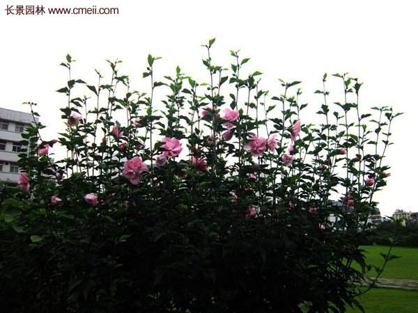 木槿花