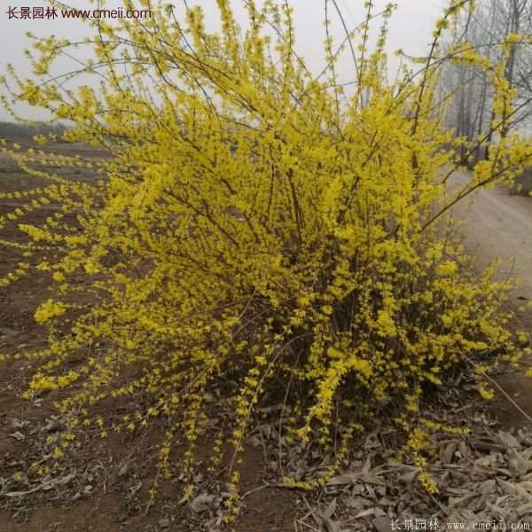沭陽連翹