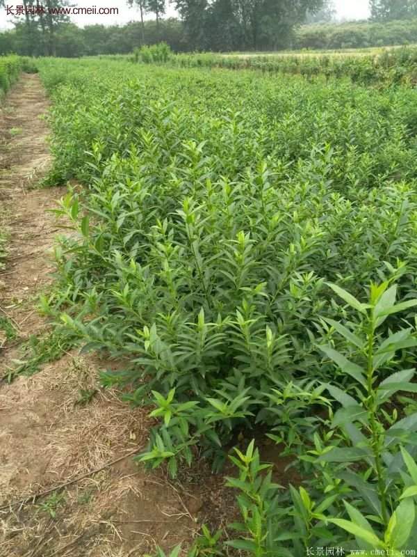 沭陽(yáng)連翹基地