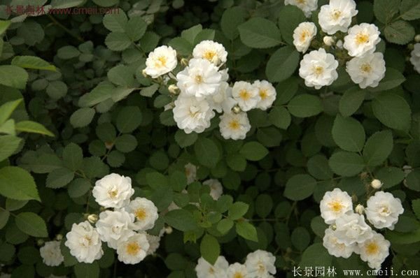 薔薇苗哪里有賣？