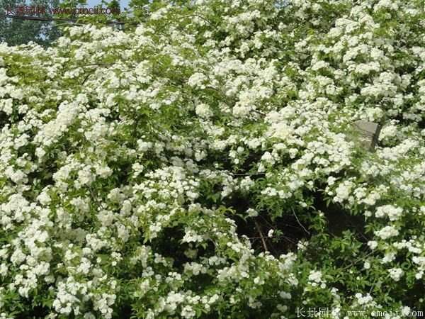 便宜的多花薔薇去哪買？