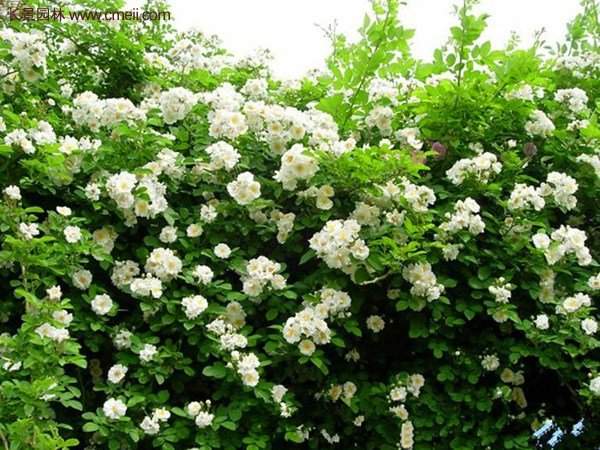 便宜的多花薔薇去哪買？
