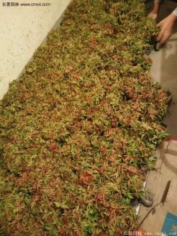 青楓樹
