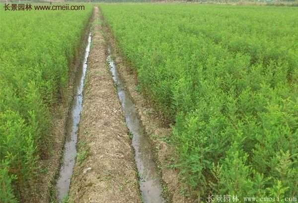 水杉樹種植技術