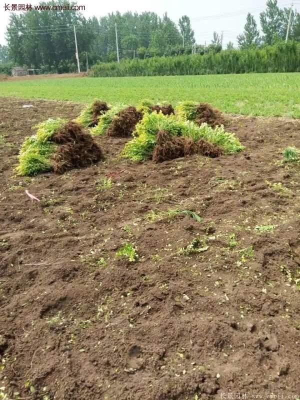 金葉女貞種植方法 金葉女貞種植方法