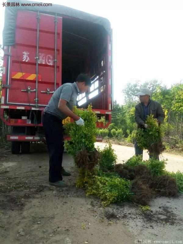 金葉女貞種植方法 金葉女貞種植方法