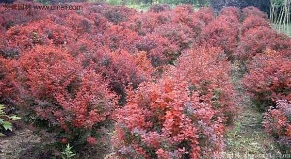 沭陽紅葉小檗 沭陽紅葉小檗