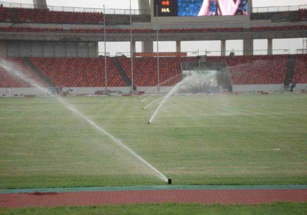 足球場天然草坪 足球場天然草坪