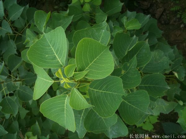 紅烏桕圖片紅烏桕基地實拍 紅烏桕圖片紅烏桕基地實拍