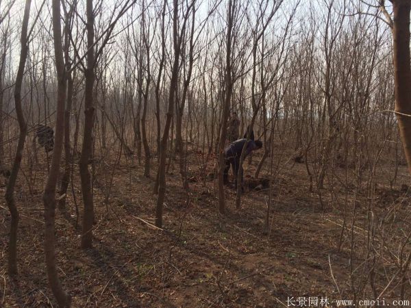 紅烏桕圖片紅烏桕基地實拍 紅烏桕圖片紅烏桕基地實拍