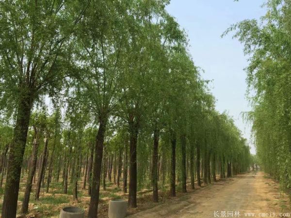 垂柳圖片垂柳基地實拍 垂柳圖片垂柳基地實拍