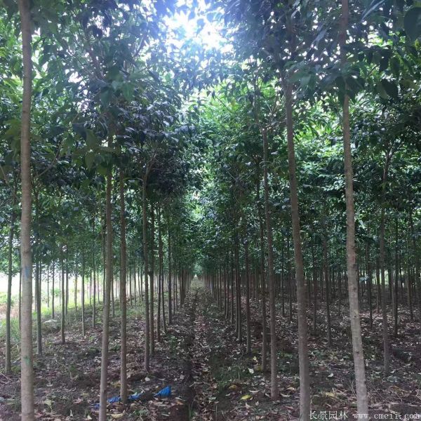 大葉女貞圖片大葉女貞基地實拍 大葉女貞圖片大葉女貞基地實拍