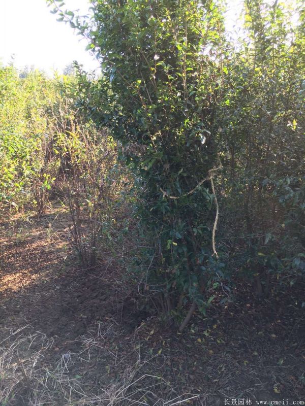 石榴樹(shù)圖片石榴樹(shù)基地實(shí)拍 石榴樹(shù)圖片石榴樹(shù)基地實(shí)拍