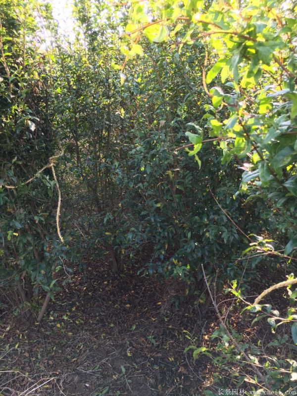 石榴樹(shù)圖片石榴樹(shù)基地實(shí)拍 石榴樹(shù)圖片石榴樹(shù)基地實(shí)拍