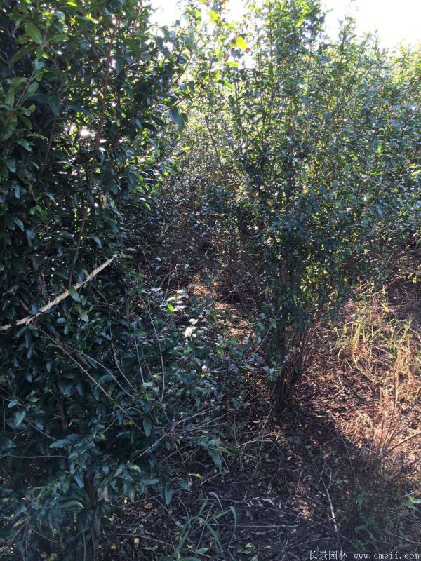 石榴樹(shù)圖片石榴樹(shù)基地實(shí)拍 石榴樹(shù)圖片石榴樹(shù)基地實(shí)拍