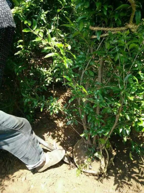 石榴樹(shù)圖片石榴樹(shù)基地實(shí)拍 石榴樹(shù)圖片石榴樹(shù)基地實(shí)拍