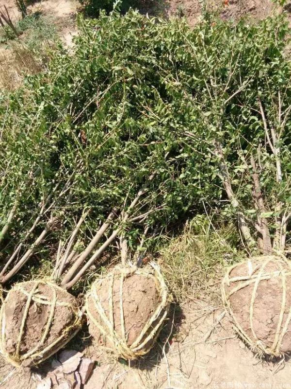 石榴樹(shù)圖片石榴樹(shù)基地實(shí)拍 石榴樹(shù)圖片石榴樹(shù)基地實(shí)拍