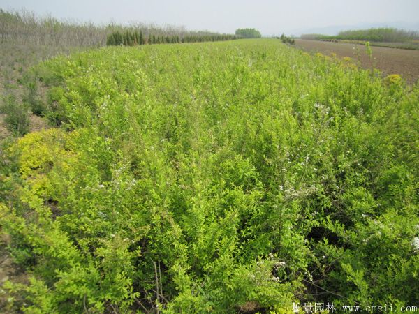 石榴樹(shù)圖片石榴樹(shù)基地實(shí)拍 石榴樹(shù)圖片石榴樹(shù)基地實(shí)拍