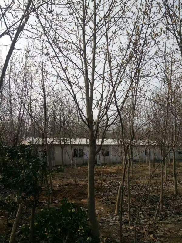 白玉蘭圖片白玉蘭基地實(shí)拍 白玉蘭圖片白玉蘭基地實(shí)拍