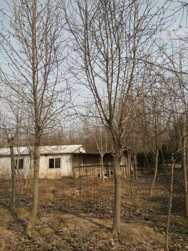 白玉蘭圖片白玉蘭基地實(shí)拍 白玉蘭圖片白玉蘭基地實(shí)拍