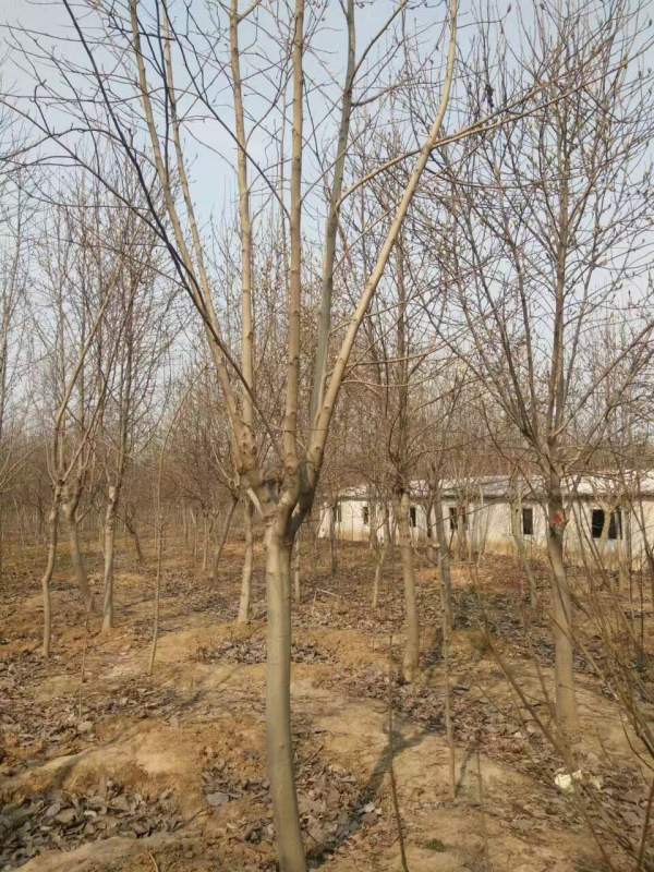 白玉蘭圖片白玉蘭基地實(shí)拍 白玉蘭圖片白玉蘭基地實(shí)拍