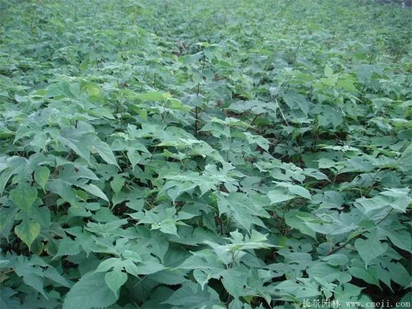 構(gòu)樹(shù)苗圖片構(gòu)樹(shù)小苗基地實(shí)拍