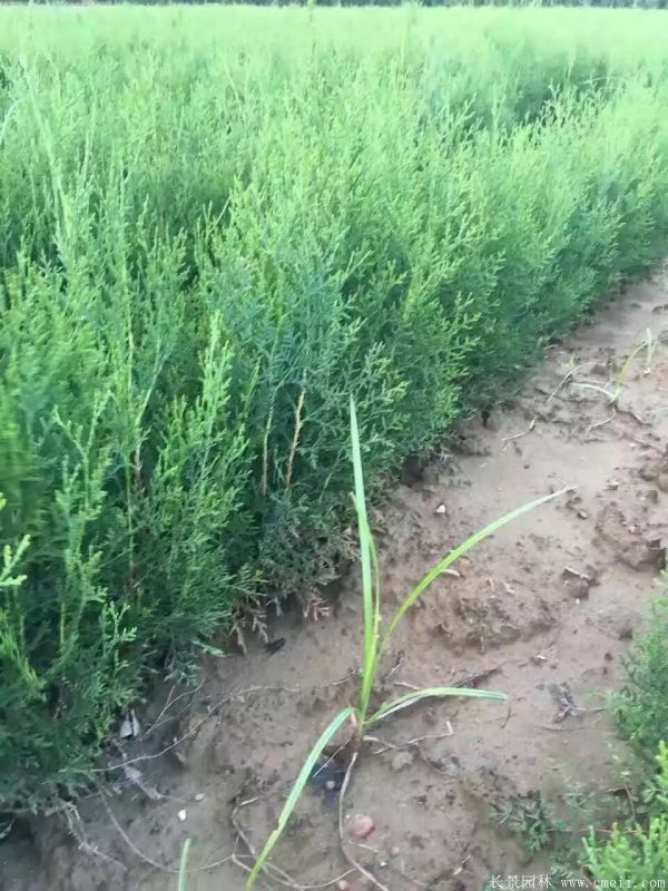 側柏種子發(fā)芽出苗圖片
