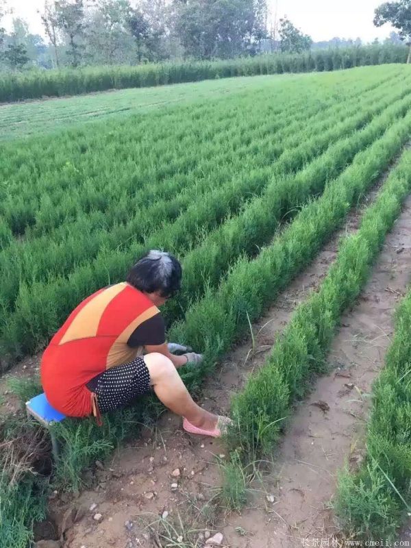 側柏種子發(fā)芽出苗圖片