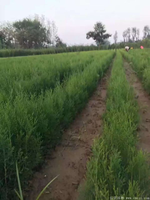 側柏種子發(fā)芽出苗圖片