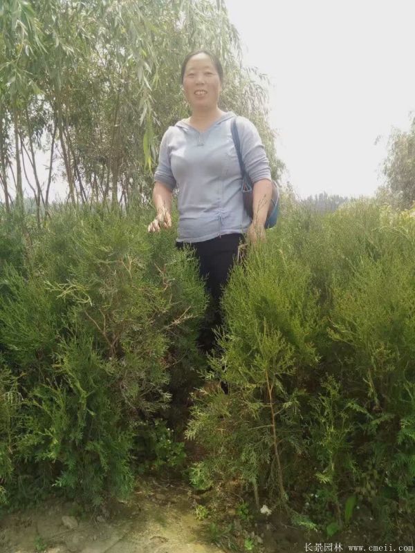 側柏種子發(fā)芽出苗圖片