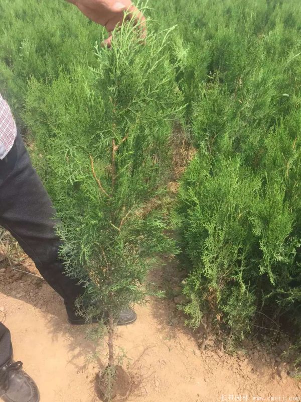 側柏種子發(fā)芽出苗圖片