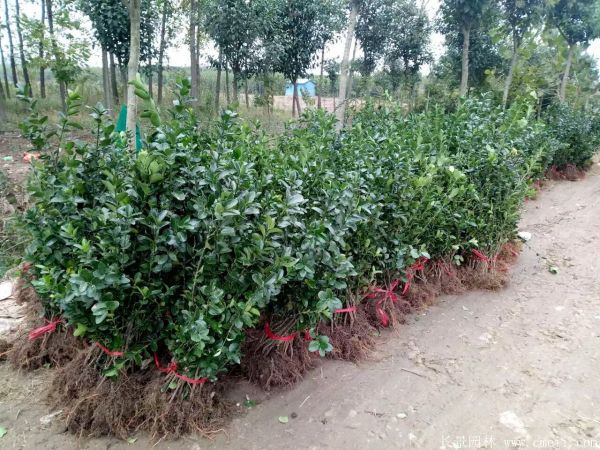 大葉黃楊苗圖片基地實拍 大葉黃楊苗圖片基地實拍