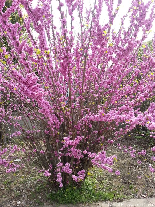 叢生紫荊樹圖片基地實(shí)拍