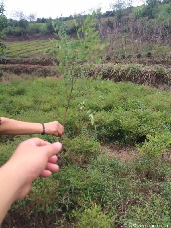 南天竹圖片基地實(shí)拍