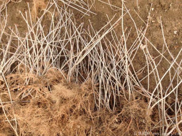 丁香圖片基地實(shí)拍 丁香圖片基地實(shí)拍