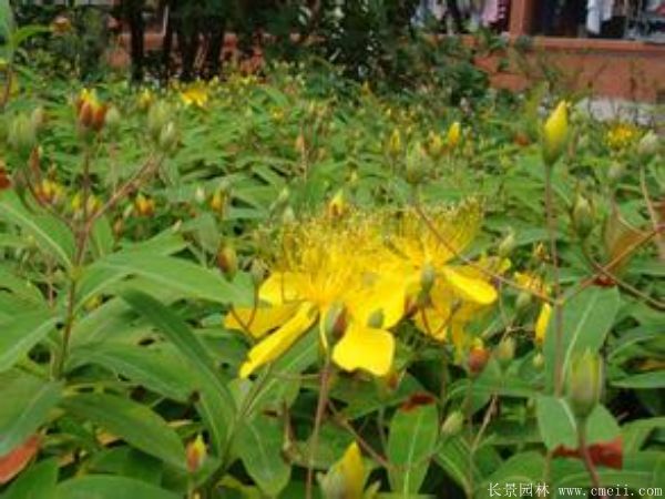 金絲桃圖片基地實(shí)拍 金絲桃圖片基地實(shí)拍