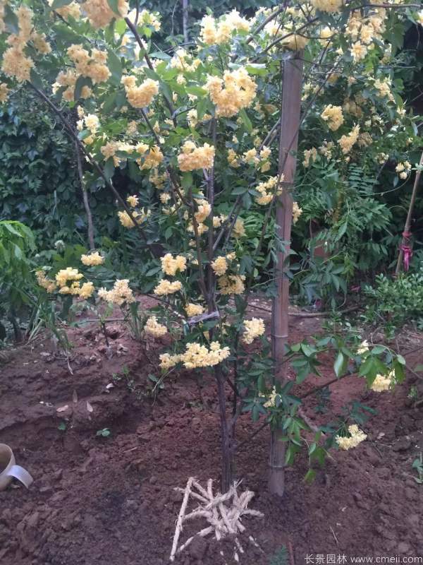 木香苗圖片基地實拍 木香苗圖片基地實拍