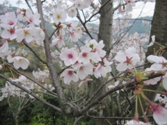 2017年批發櫻花最熱門產地在哪？