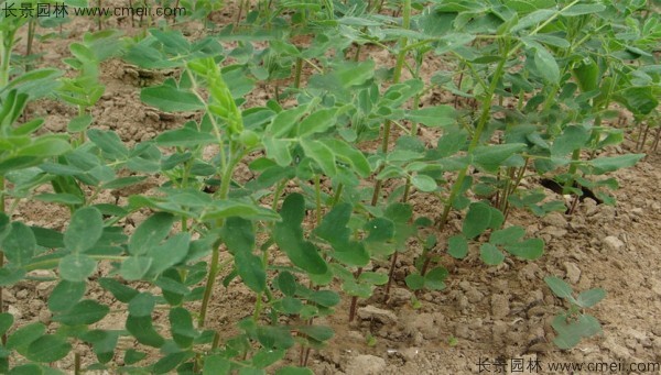 黃芪種子發(fā)芽出苗圖片