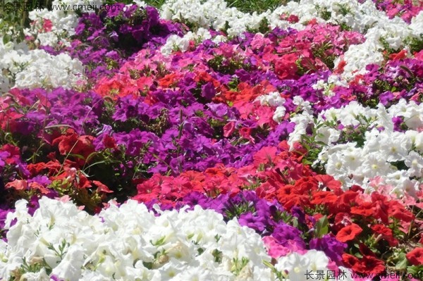 牽?；ǚN子發(fā)芽出苗開(kāi)花圖片