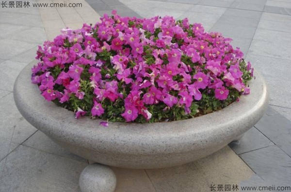 牽?；ǚN子發(fā)芽出苗開(kāi)花圖片