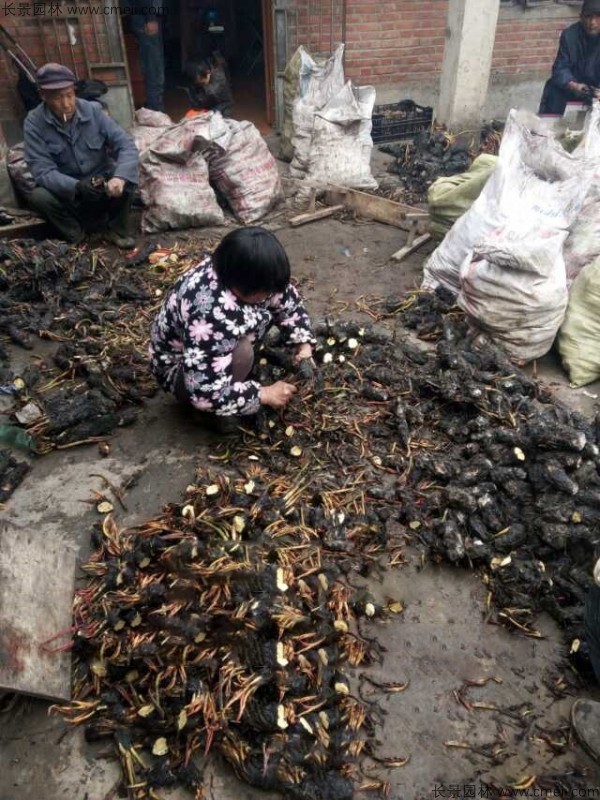 睡蓮根塊苗圖片 睡蓮根塊苗圖片