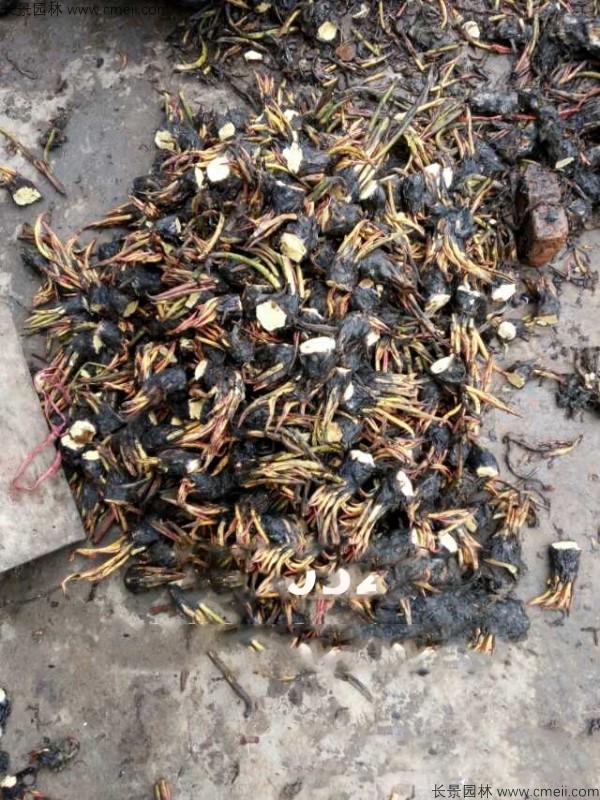 睡蓮根塊苗圖片 睡蓮根塊苗圖片