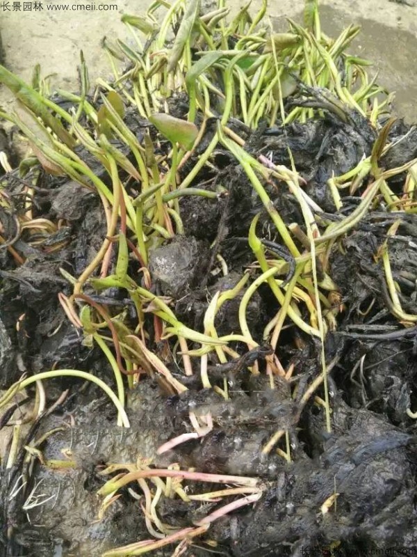 睡蓮根塊苗圖片 睡蓮根塊苗圖片